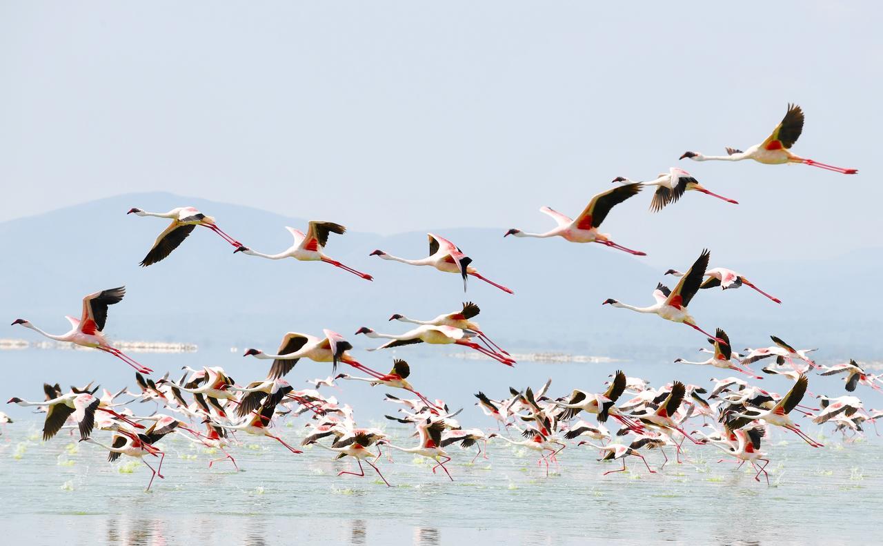 Mbweha Camp Lake Nakuru Elmenteita Eksteriør bilde