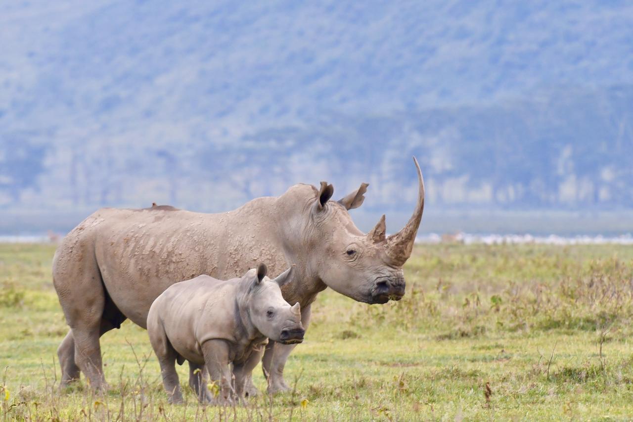 Mbweha Camp Lake Nakuru Elmenteita Eksteriør bilde