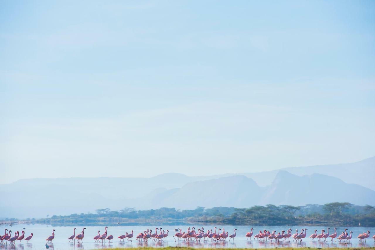 Mbweha Camp Lake Nakuru Elmenteita Eksteriør bilde